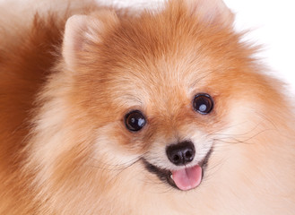 Obraz premium Pomeranian Dog
