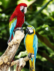 Two parrot in green rainforest.
