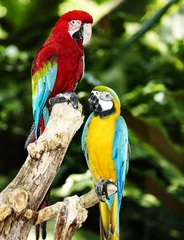 Poster Two parrot in green rainforest. © Gennadiy Poznyakov