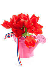pink watering can with red Dutch tulips over white background
