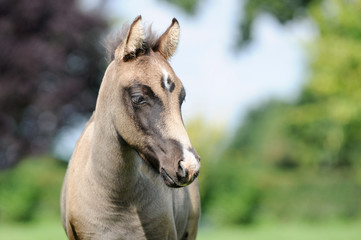 Obraz na płótnie Canvas Pony Fohlen