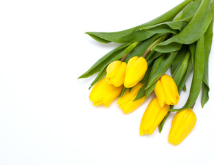 yellow tulips and empty space for your text