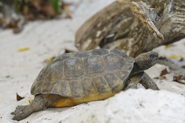 Gopher Tortoise
