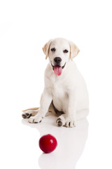 Labrador Puppy playing