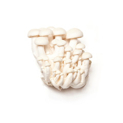 Enoki mushrooms isolated on a white studio background.