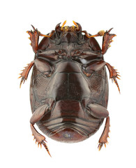 Atholus duodecimstriatus
