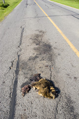 Road kill