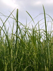 Gras