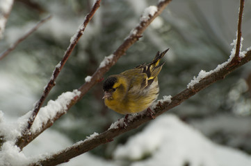 Eurasian Siskin (Carduelis spinus)