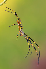 a spider