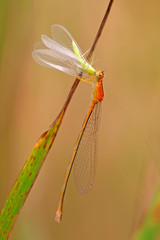 predator damselflies