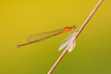 predator damselflies