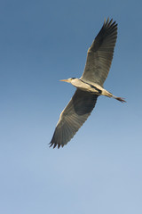 great grey heron in flight against the blue sky / Ardea cinerea