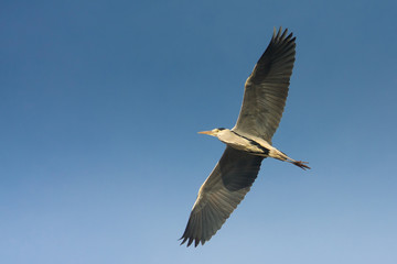 great grey heron in flight against the blue sky / Ardea cinerea