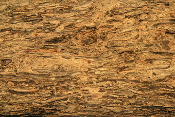 texture bark pattern