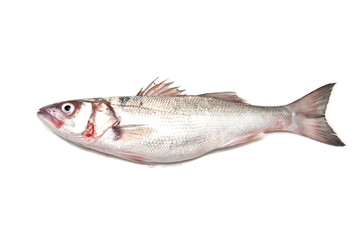Sea Bass fish isolated on a white studio background.