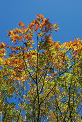 Tree in autumn colours