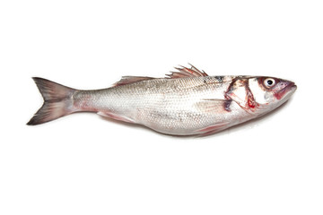 Sea Bass fish isolated on a white studio background.
