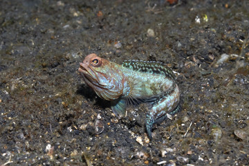 Kieferfisch