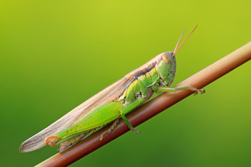 oxya lurking in the plant stem