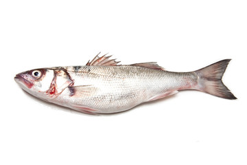 Sea Bass fish isolated on a white studio background.
