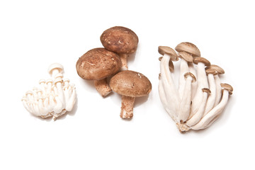 Chinese mushrooms, Enoki,Hon-shimeji and Shitake