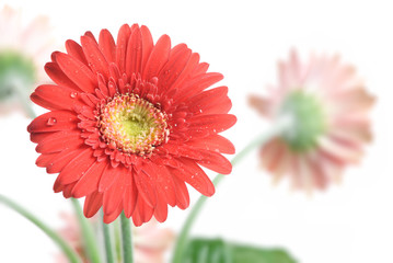 Gerbera Daisy. Focus on the first flower
