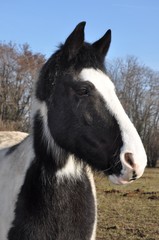 Obraz premium Cheval pie noir en portrait