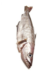 Pollock or Pollack fish isolated on a white studio background.