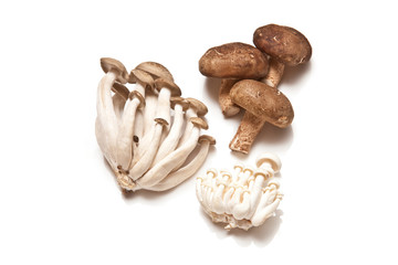exotic edible mushrooms