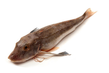 Fototapeta premium Gurnard fish isolated on a white background.