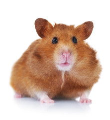 Hamster close-up