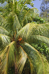 Palm Tree with Orange Fruit