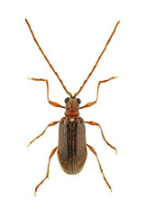 Ptinus species