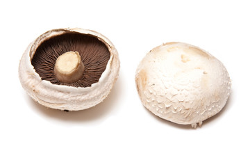 large white edible mushrooms