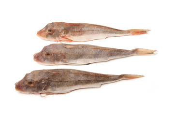 Gurnard fish whole
