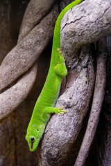 Große Madagaskar-Taggecko (Phelsuma grandis)