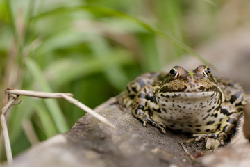 Porträt Seefrosch