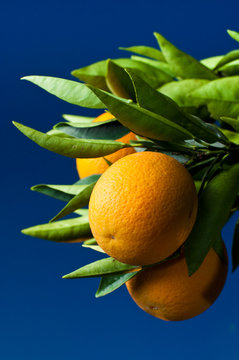 Seedless Valencia Oranges