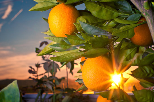 Seedless Valencia Oranges