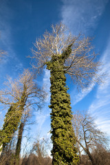 alberi con edera