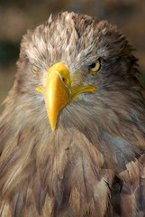 sea eagle