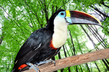 beautiful tucan sitting on a branch