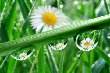 Panele Szklane Podświetlane  Świeża trawa z kroplami rosy z bliska