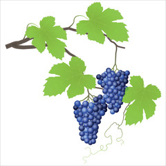 Grape vine