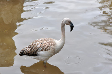 juvenile flamingo