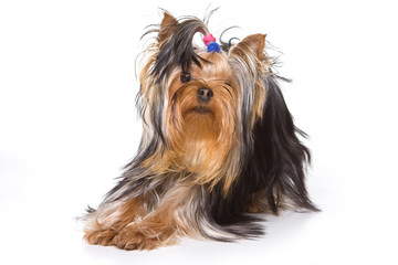 Yorkshire terrier puppy on white