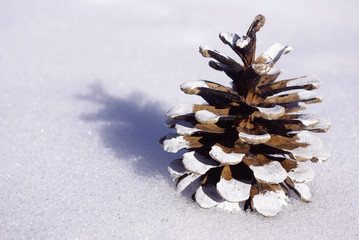 pomme de pin décorée dans la neige