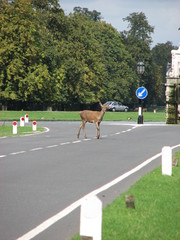 Red deer hind crossing the road in Bushy Park London © Cristian Bortes