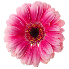 Pink gerbera flower